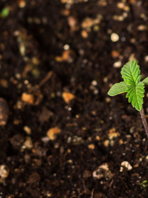 Bokashi Bran for Cannabis Plants